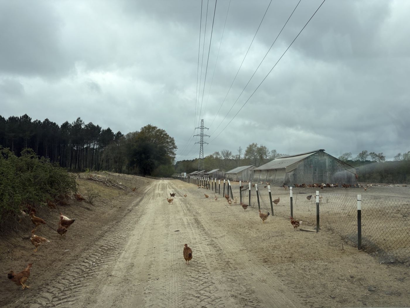 Canette de la Forêt