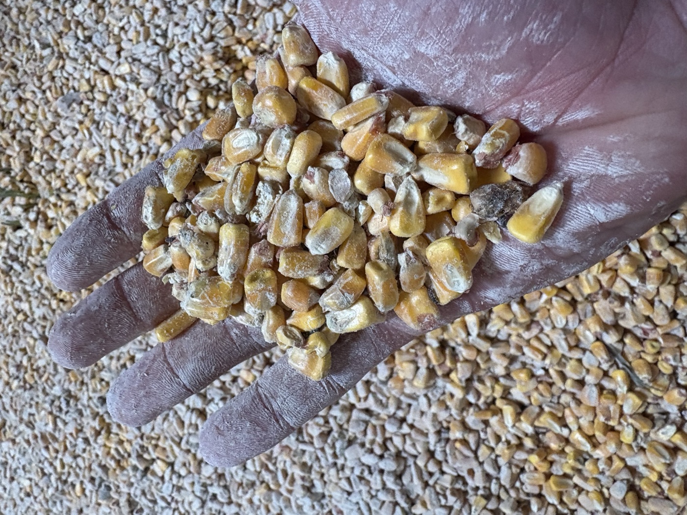 Mains d'agriculteur landais