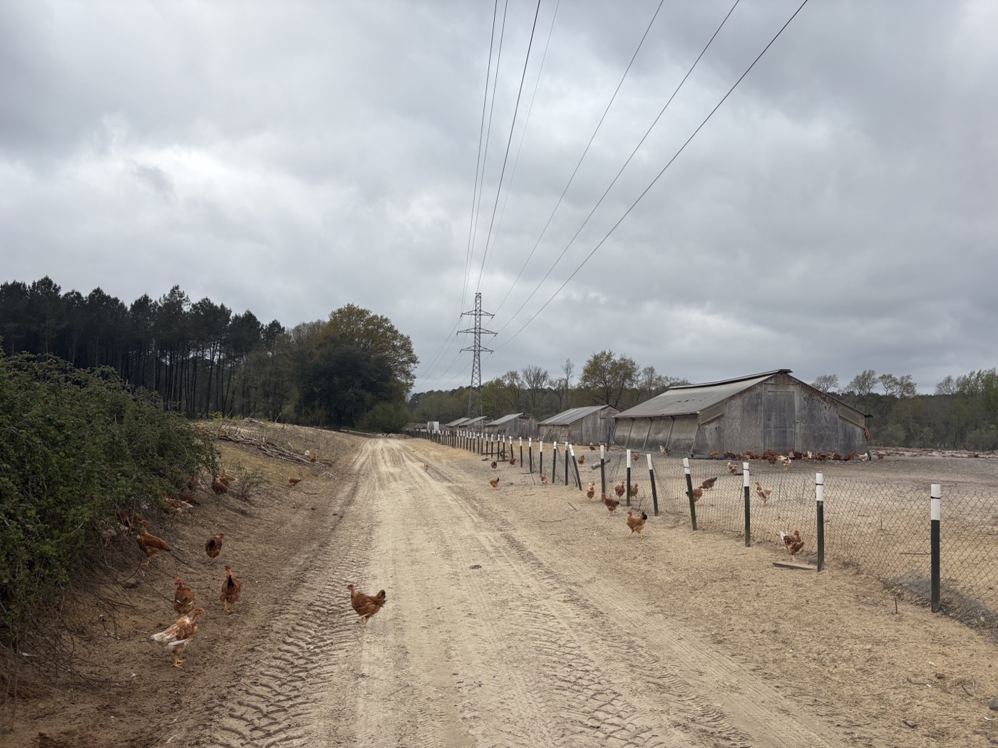 Cailles de la Maison